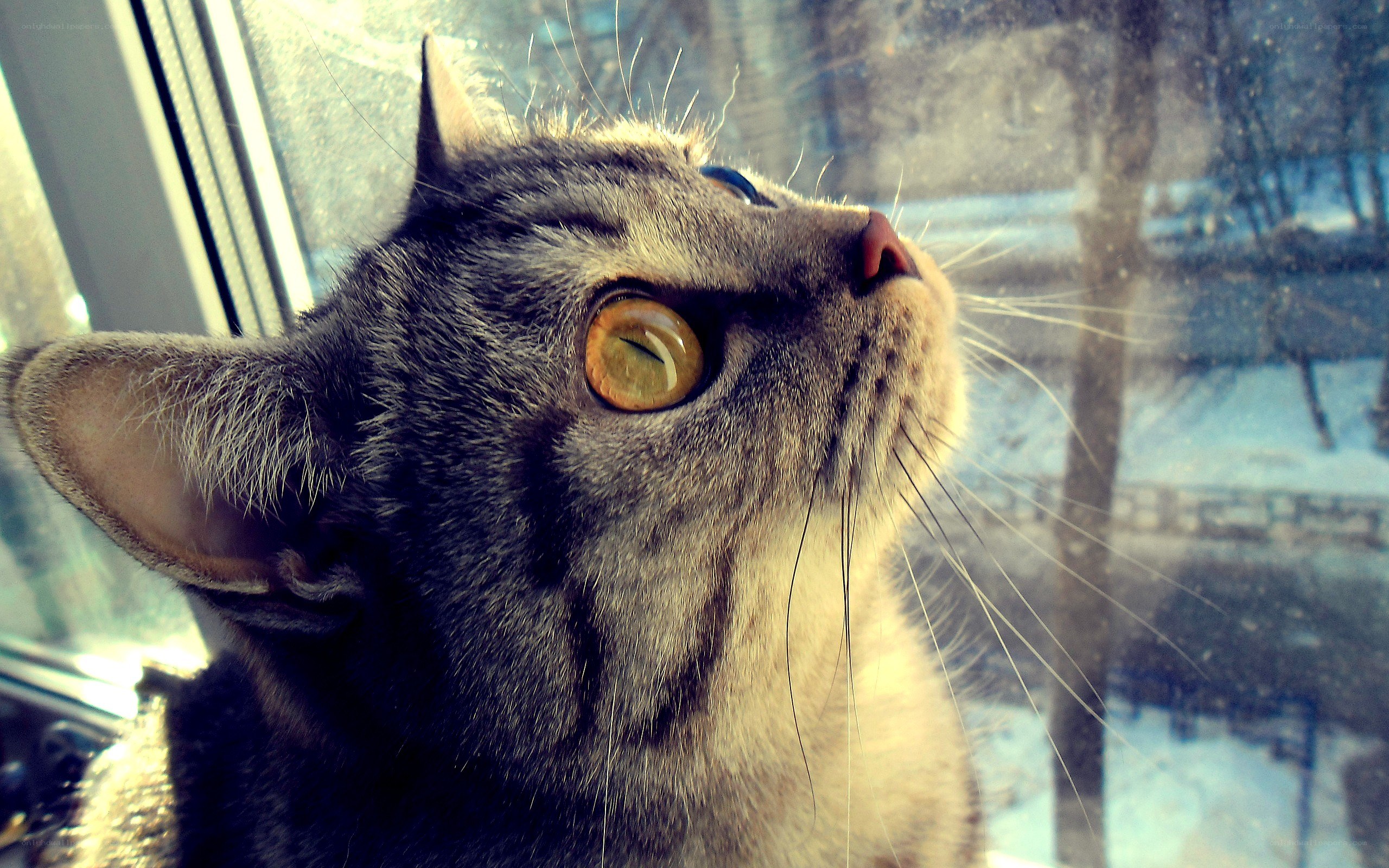 cat looking out window