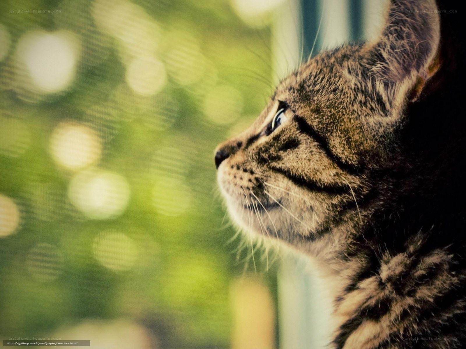 cat looking out window