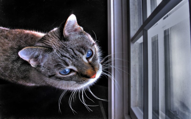cat looking out window