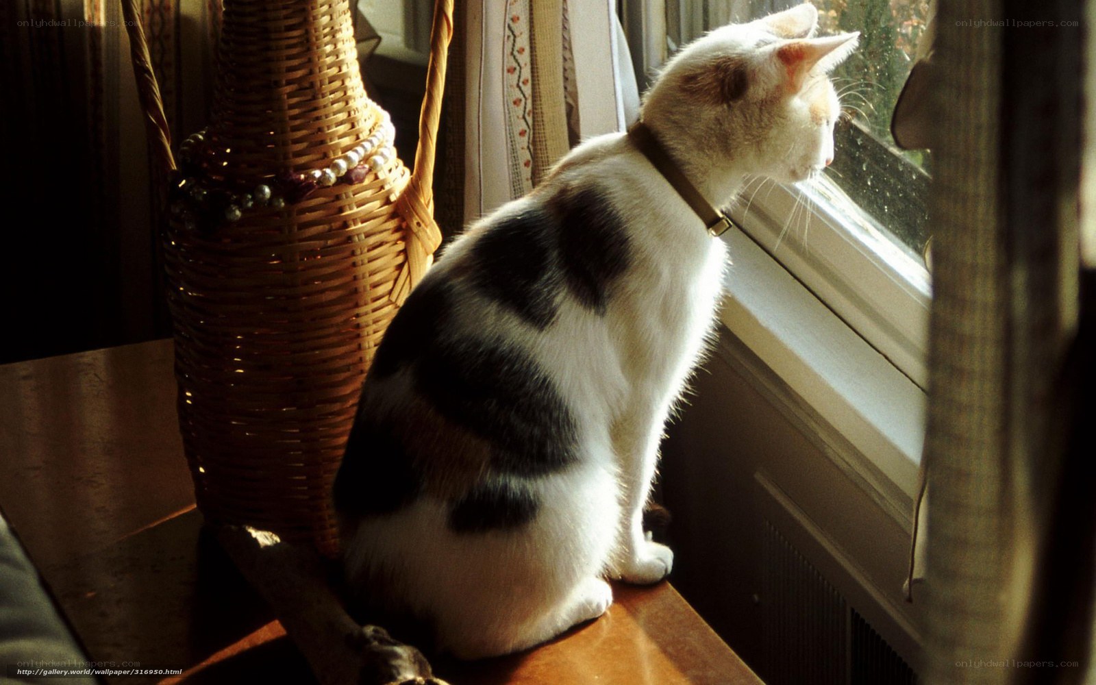 cat looking out window