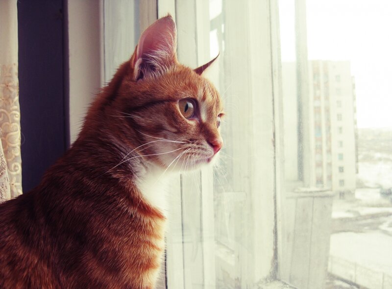 cat looking out window