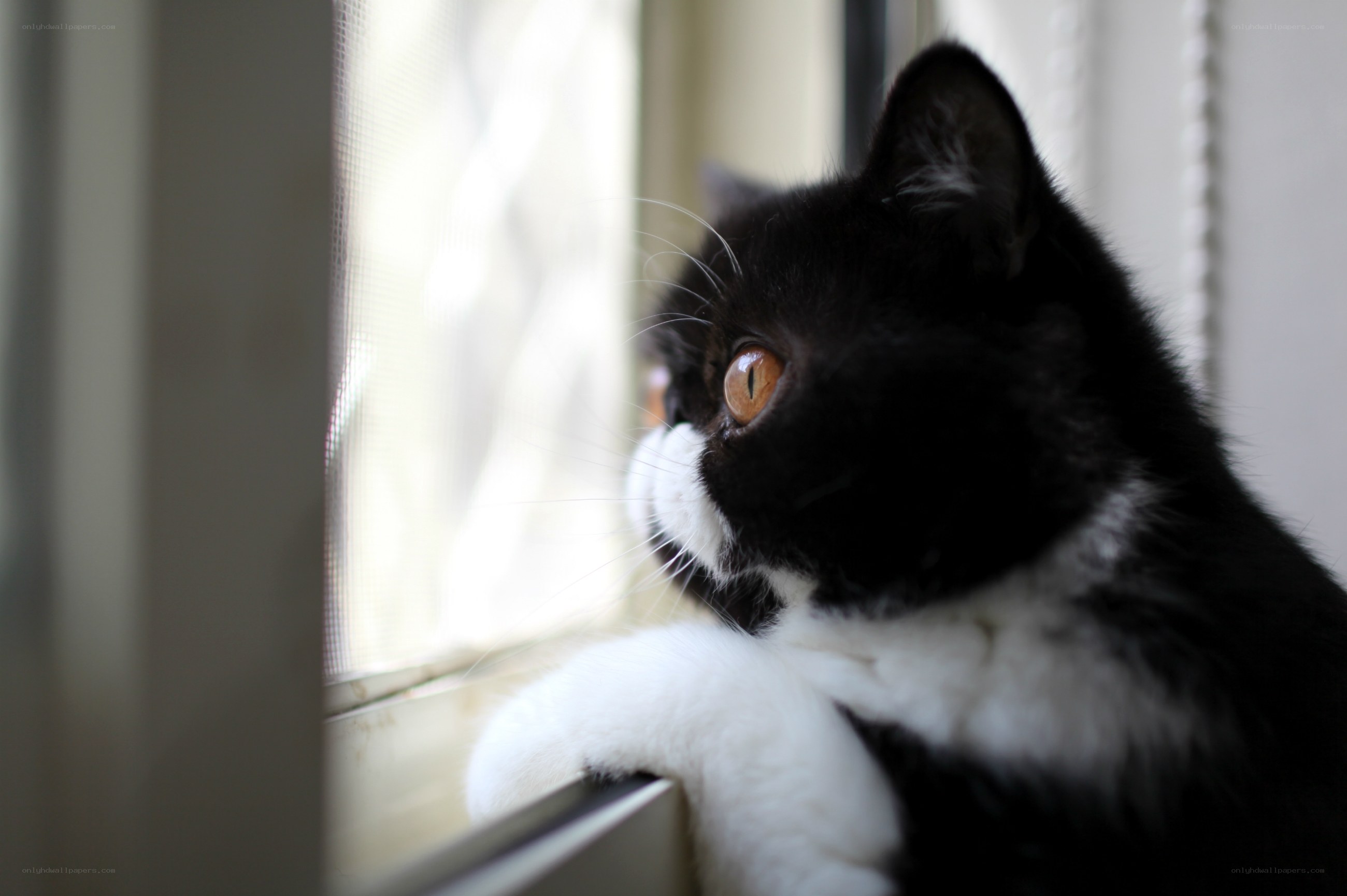 cat looking out window