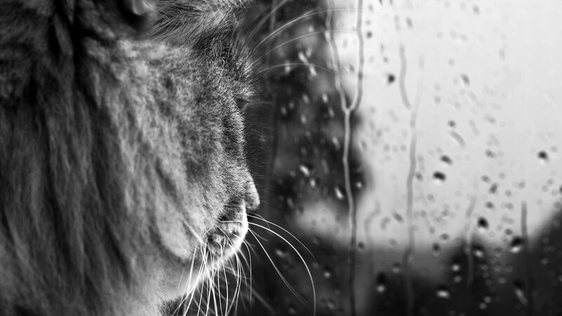 Cat Looking Out Window — Black, Melancholic, Photograph