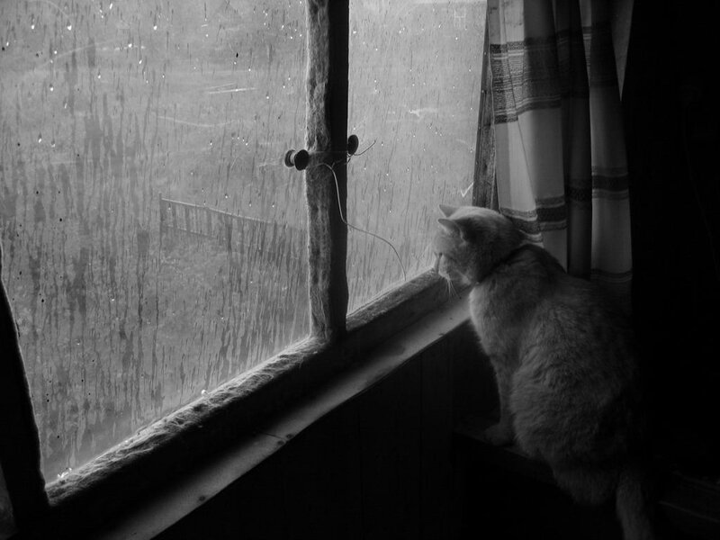 Cat Looking Out Window — Black, Melancholic