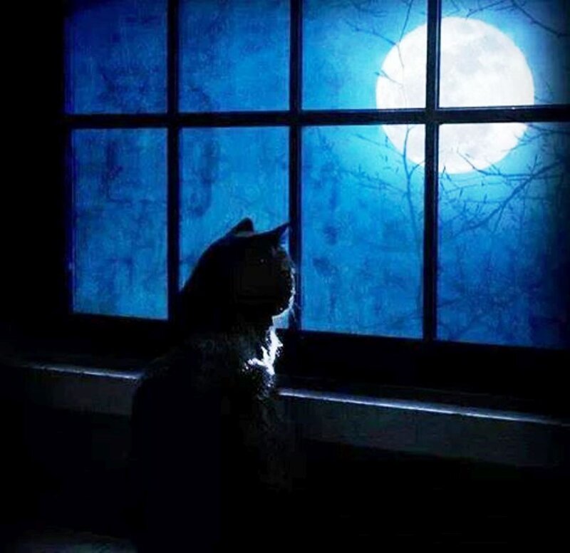 Cat Looking Out Window — Blue, Serene