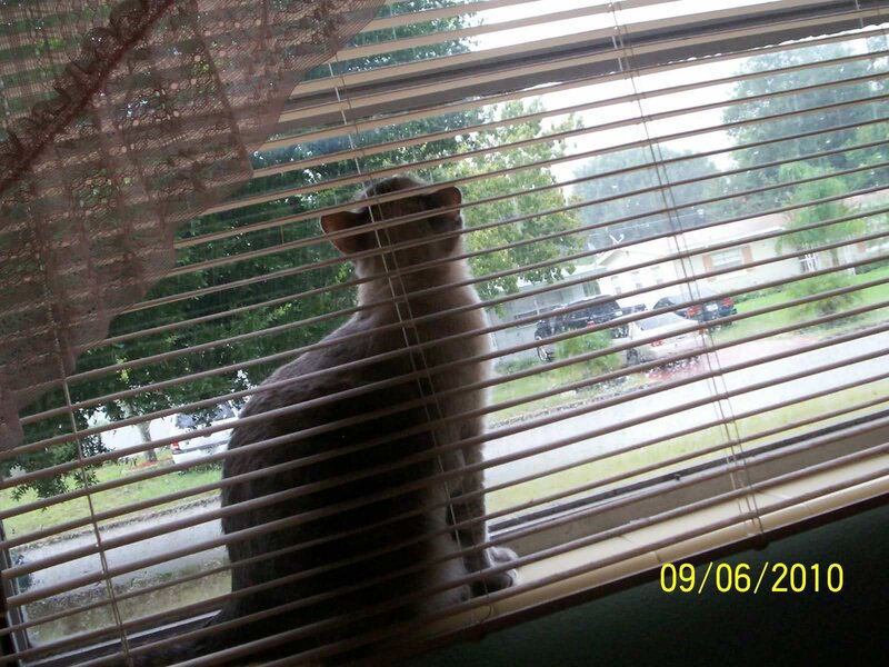 Cat Looking Out Window — Gray