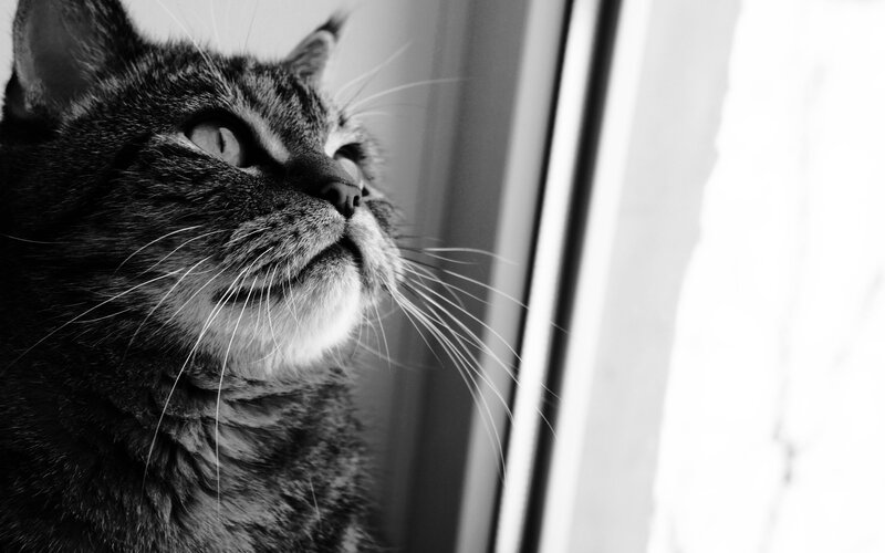 cat looking out window