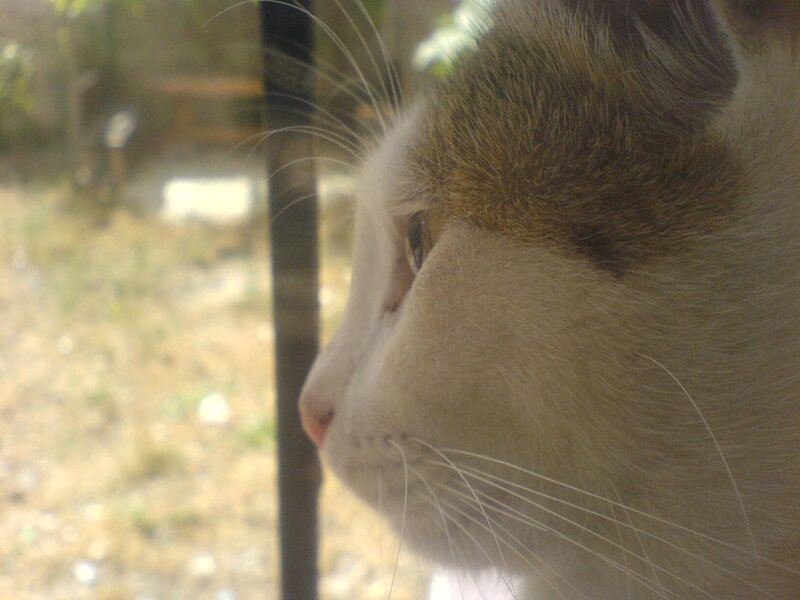 Cat Looking Out Window — White, Calm