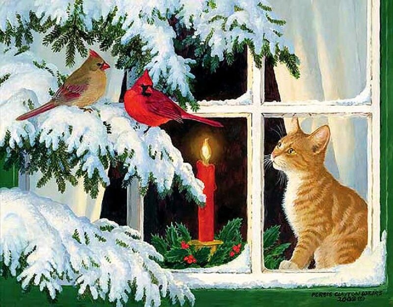 Cat Looking Out Window — White
