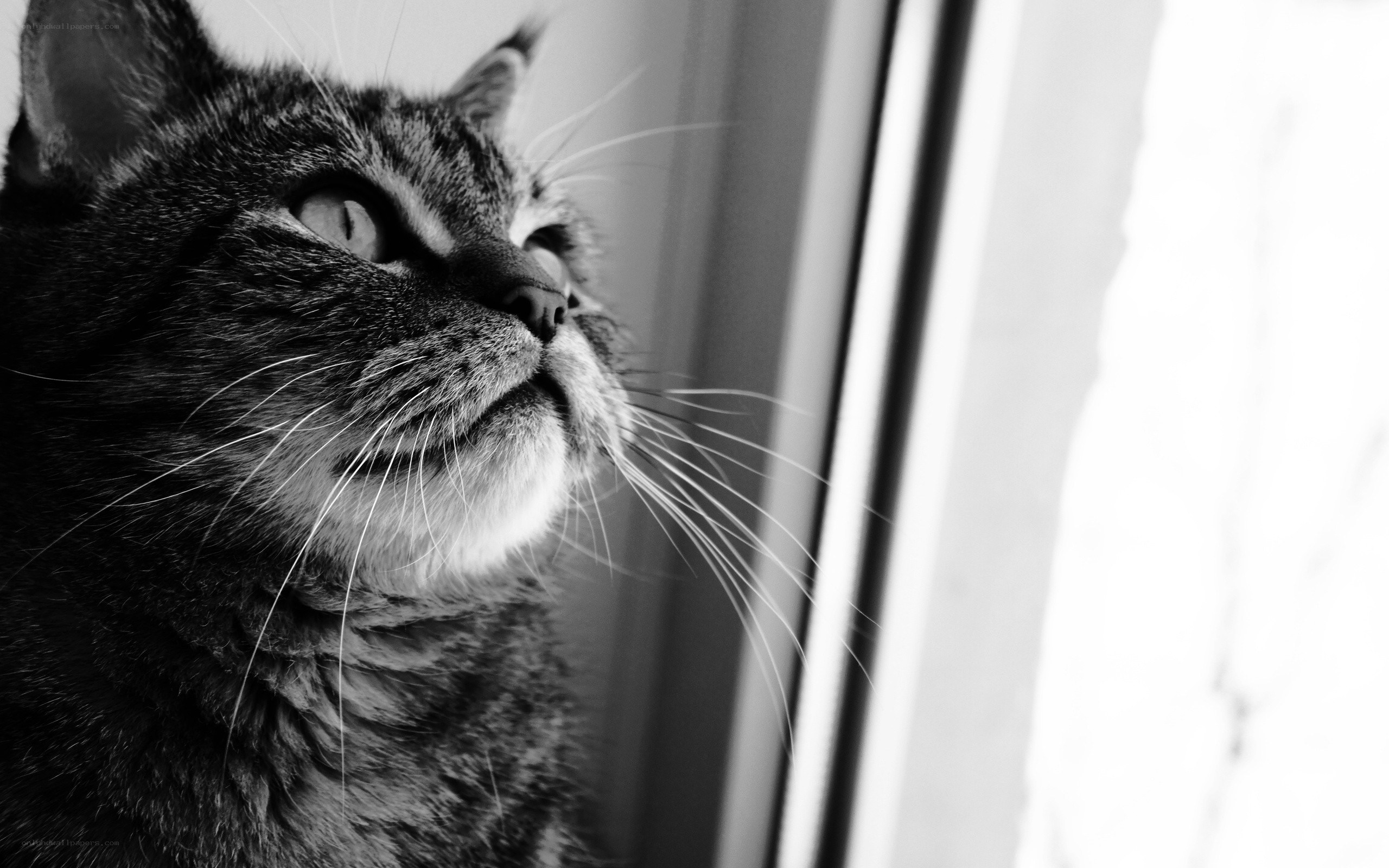 cat looking out window