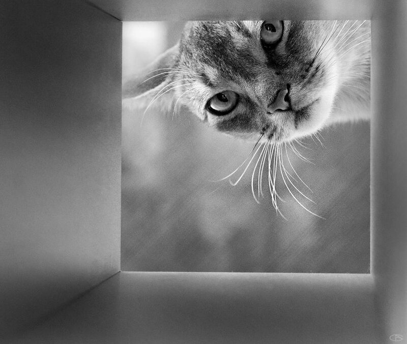 Cat Looking Through Box