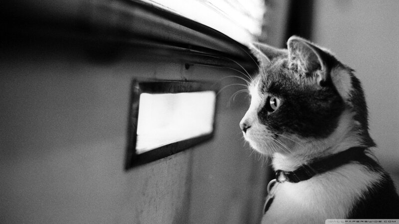 cat looking through mail slot