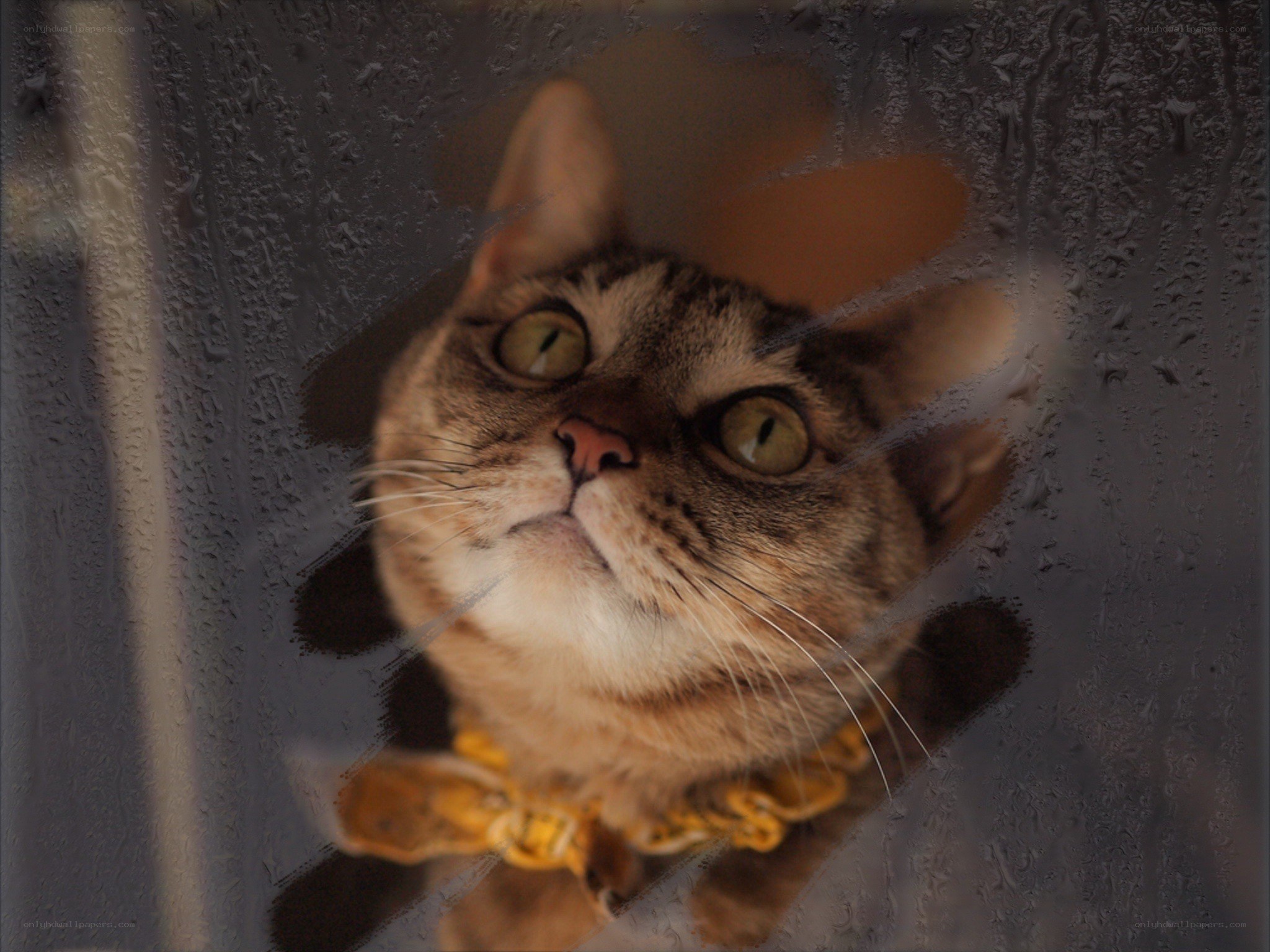 cat looking through wet glass