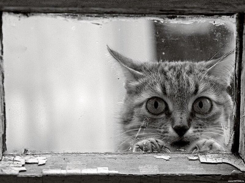 cat looking through window