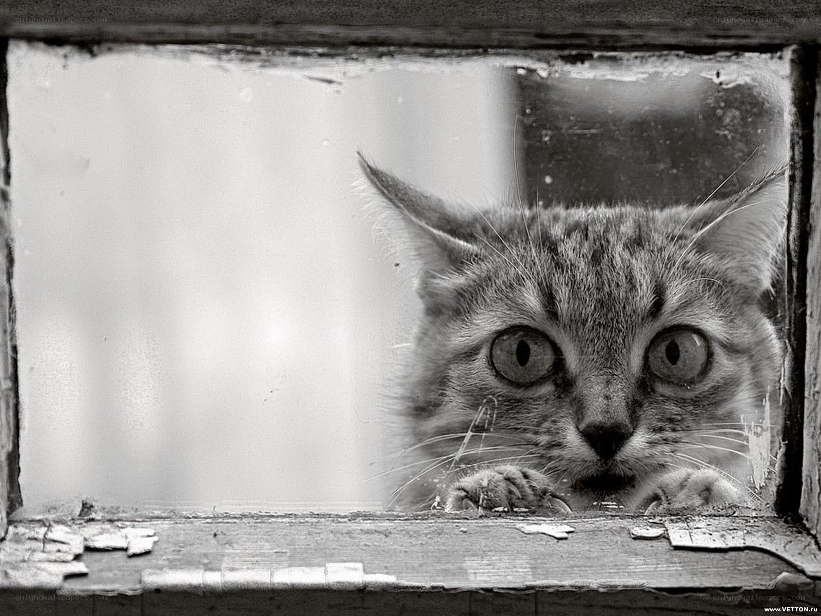 cat looking through window