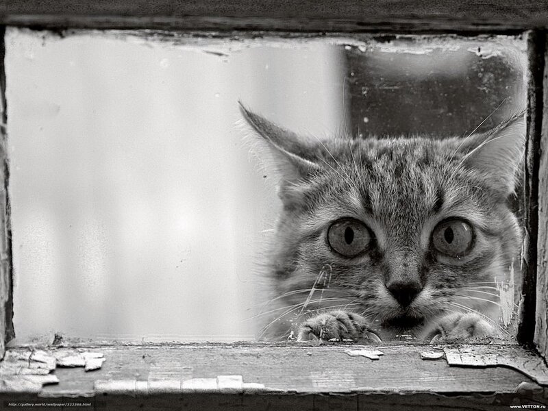 Cat Looking Through Window — Black, Curious