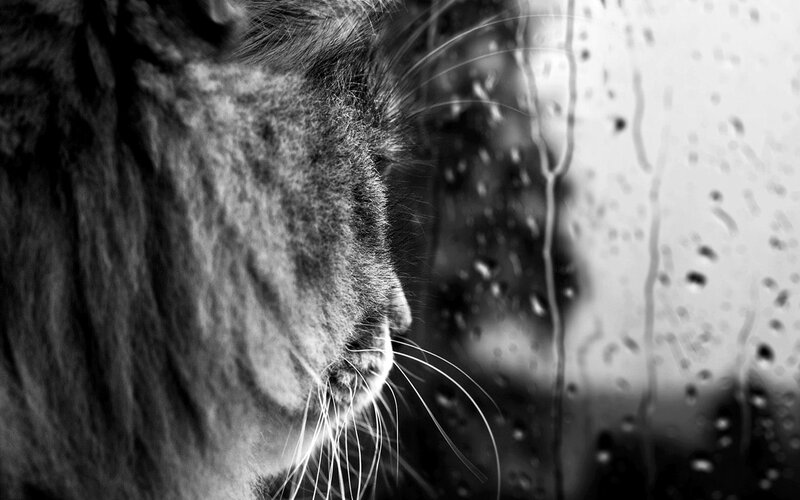 Cat Looking Through Window — Black, Melancholic