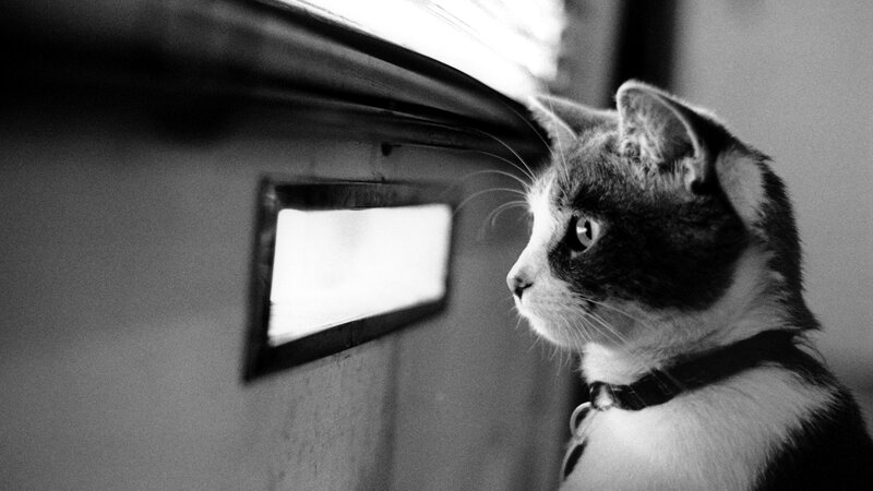Cat Looking Through Window — Black