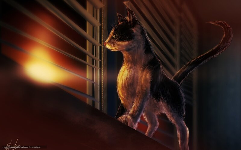 Cat Looking Through Window — Brown