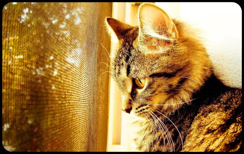 cat looking through window screen
