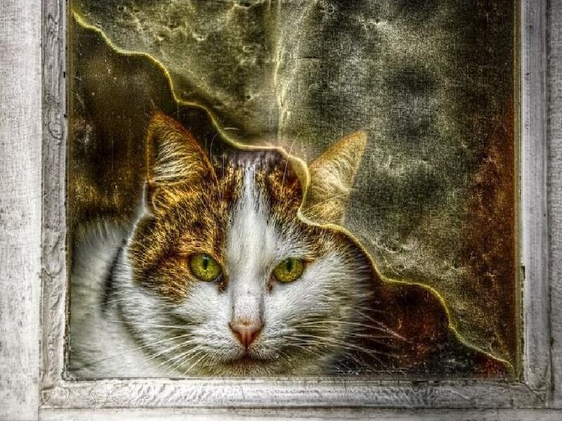 Cat Looking Through Window — White
