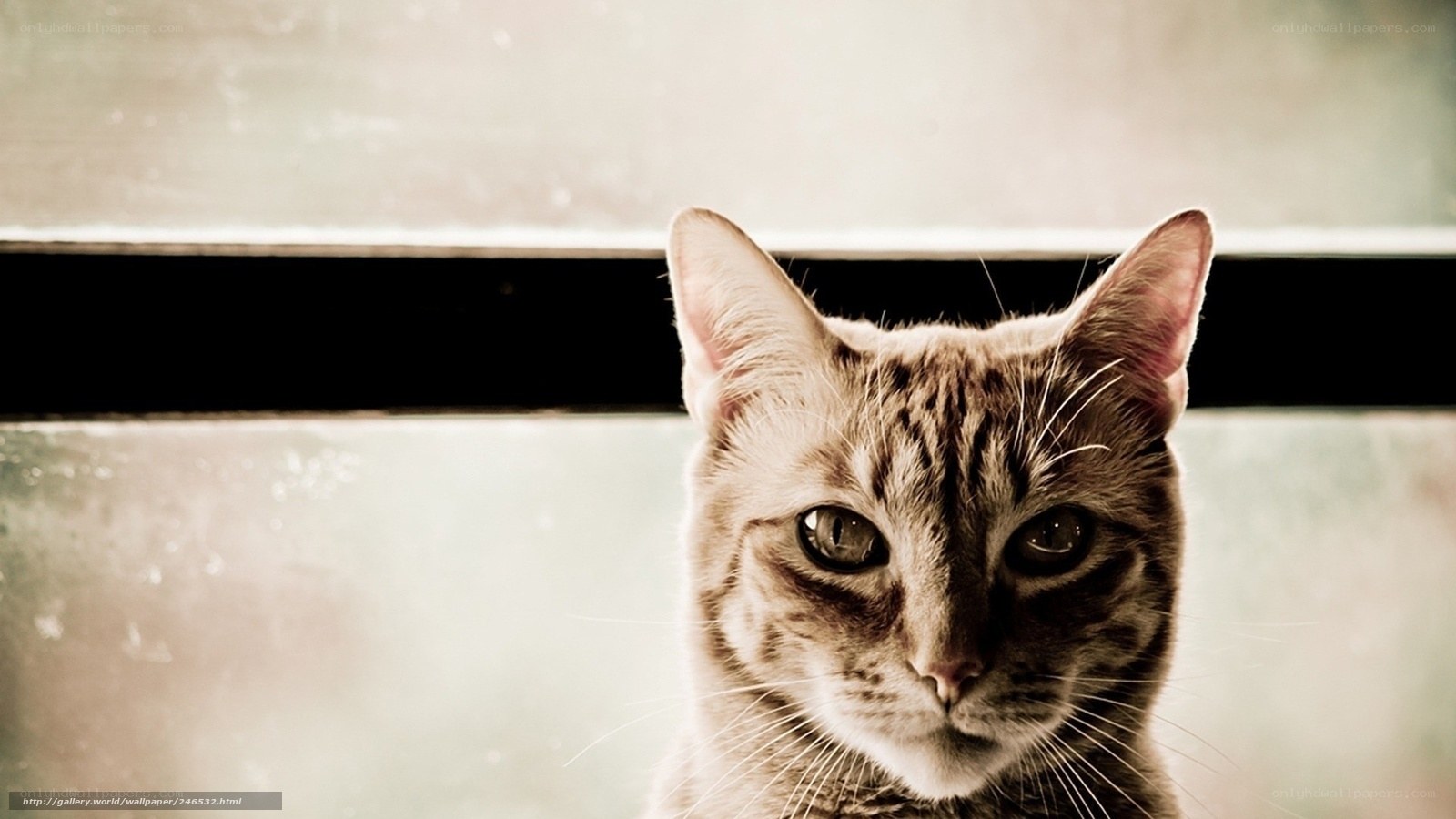 cat looking through window