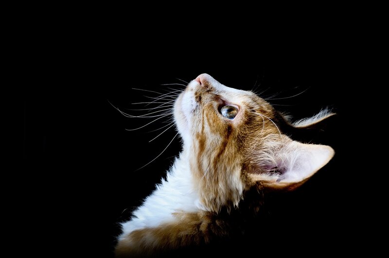 cat looking up against black background