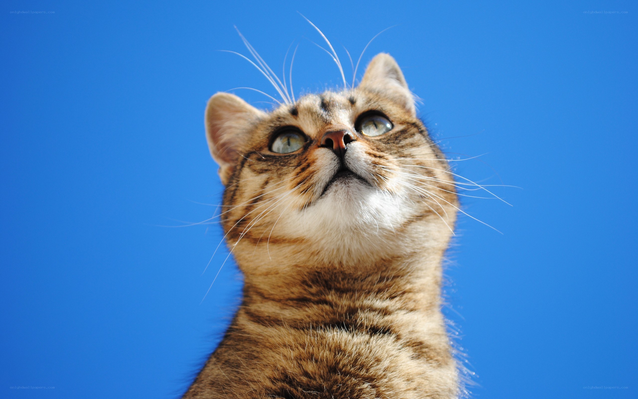 cat looking up at blue sky