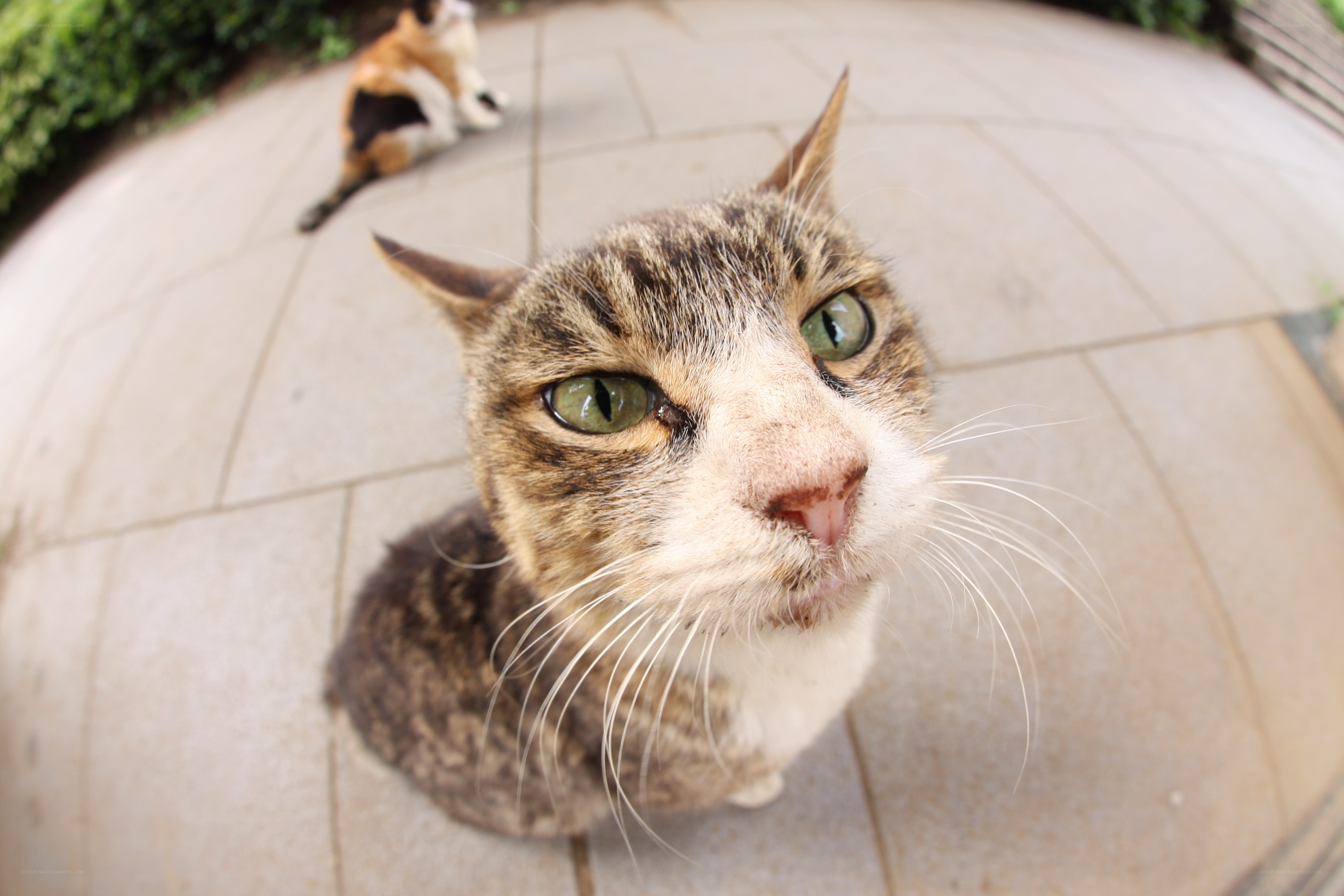 cat looking up at camera