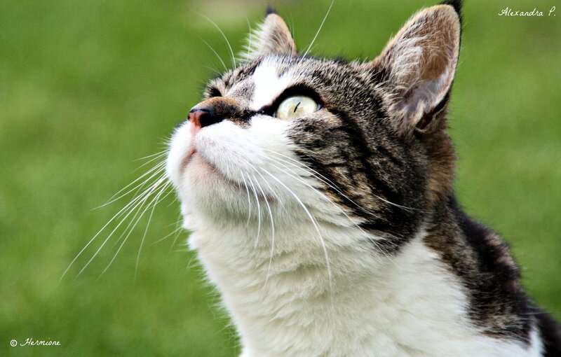 cat looking up at green background