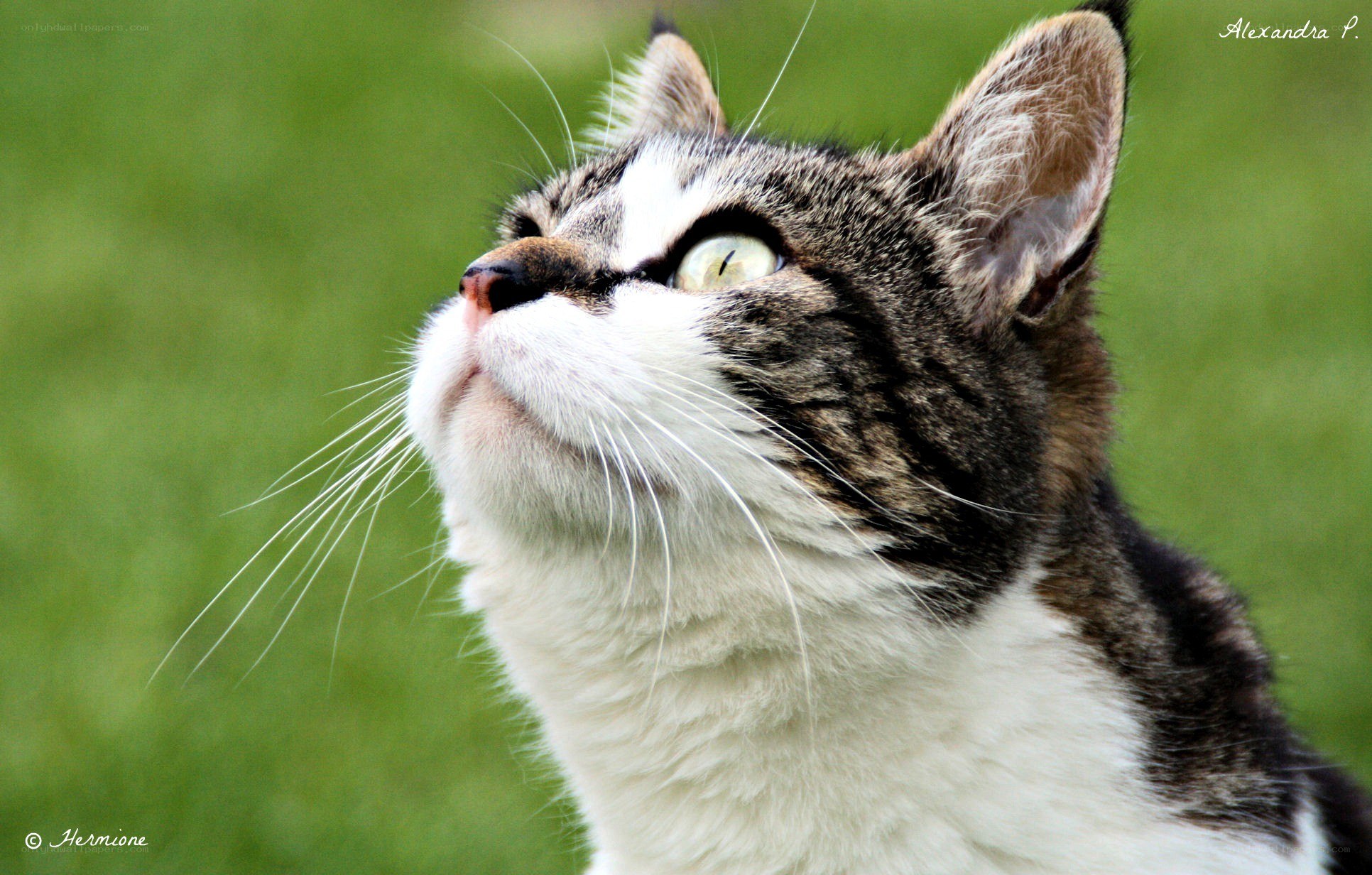 cat looking up at green background