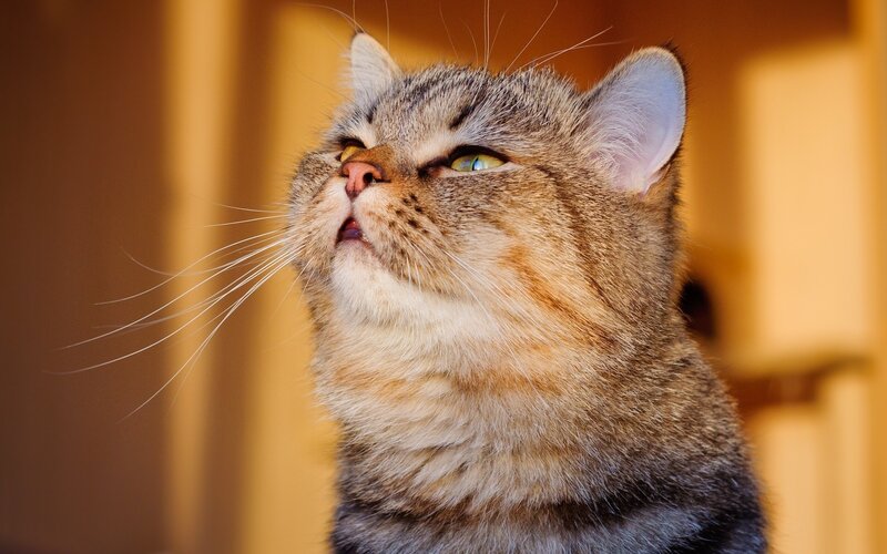 cat looking up at light