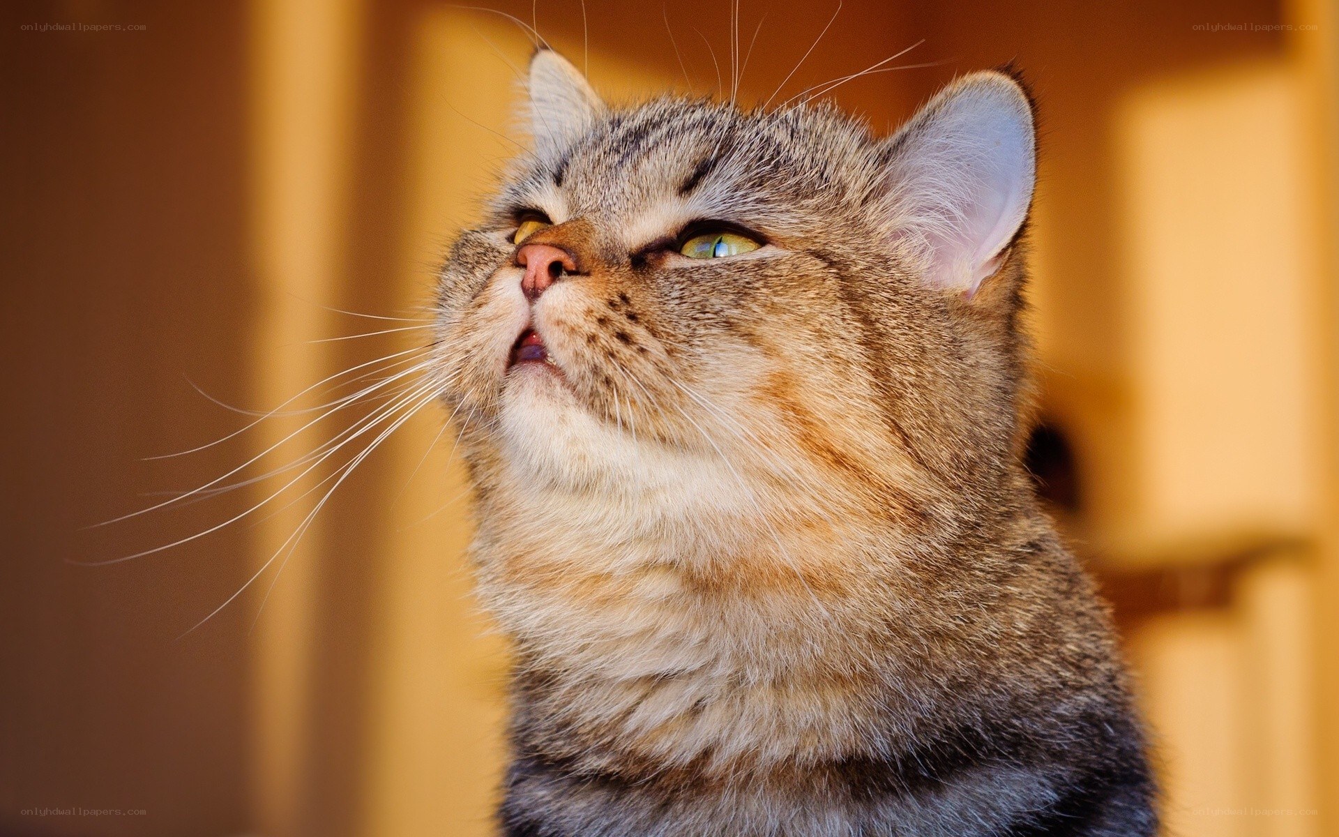 cat looking up at light