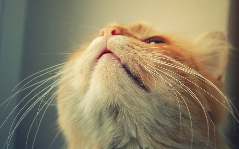 cat looking up at light