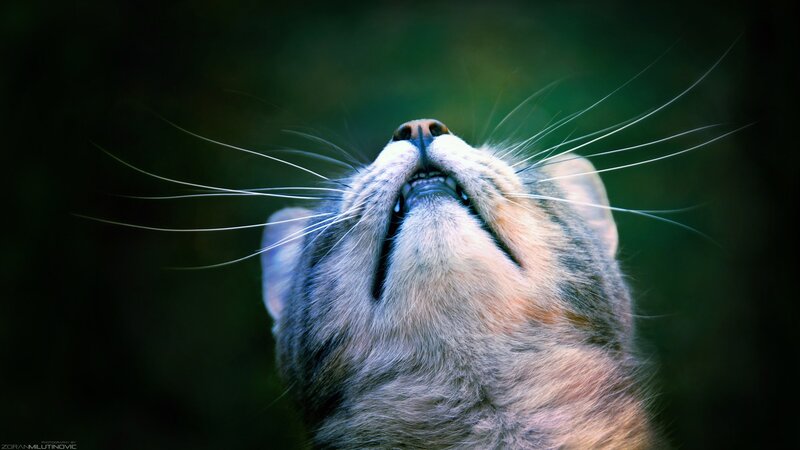 cat looking up at night