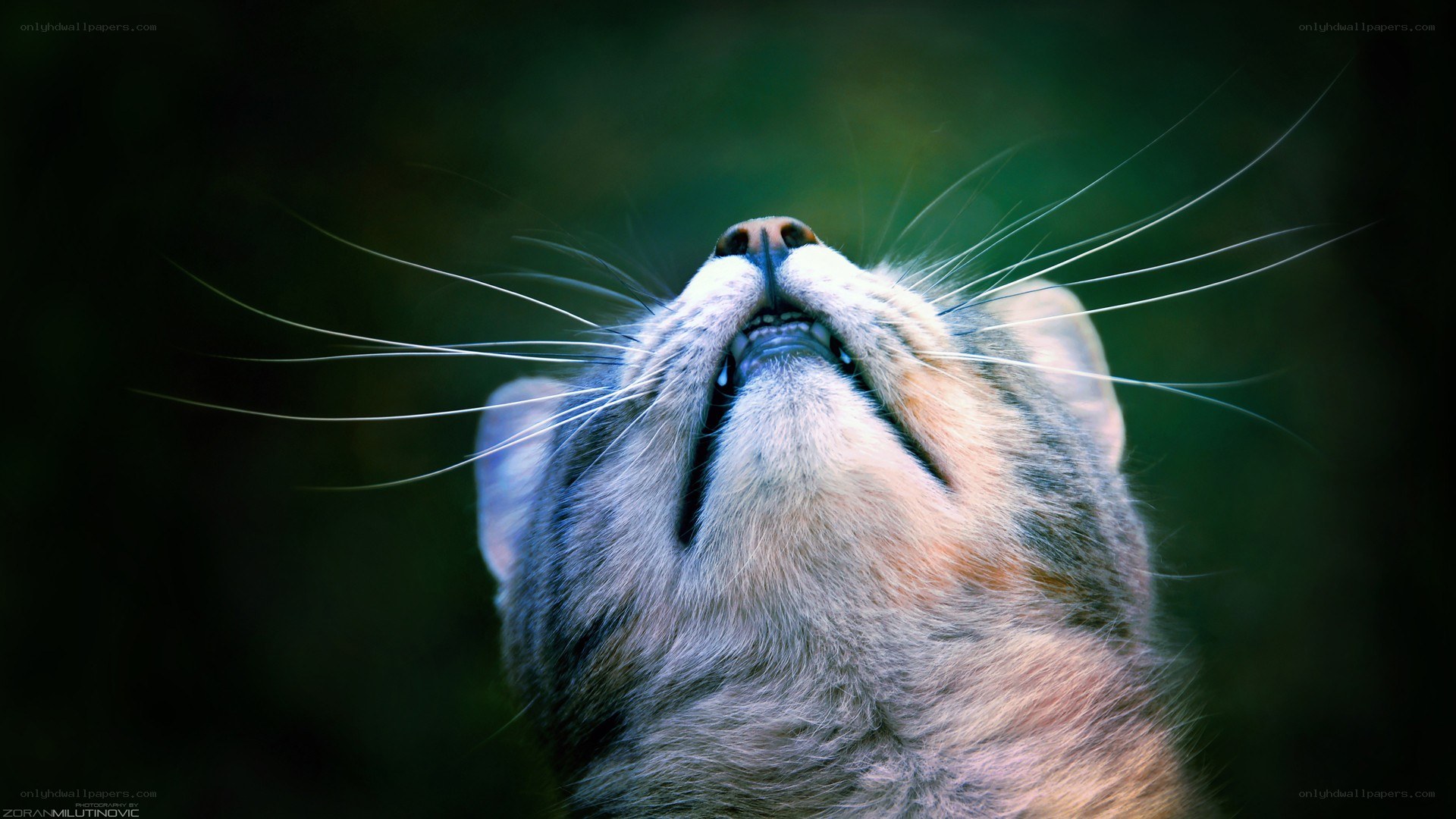 cat looking up at night