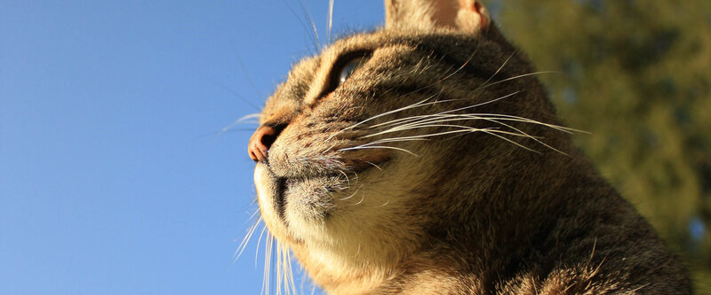 cat looking up at sky