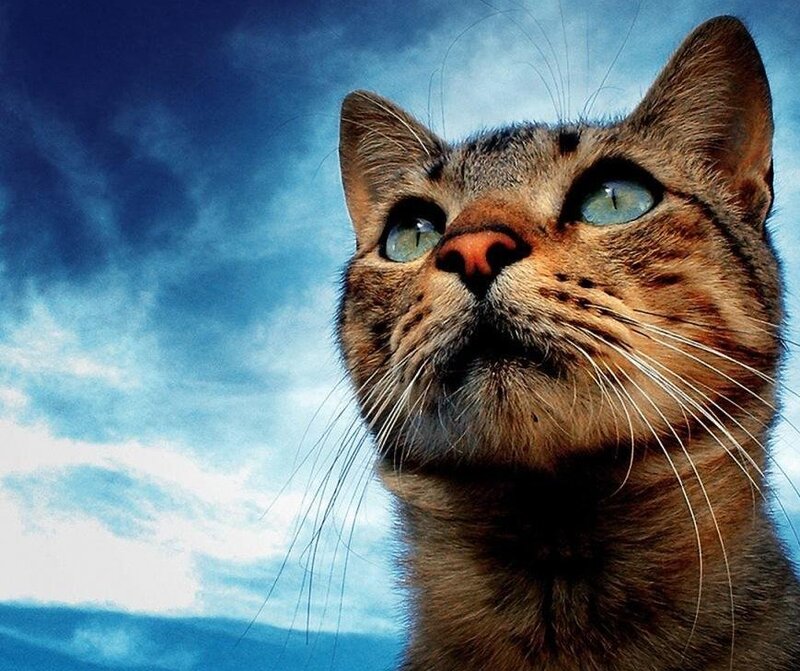 cat looking up at sky