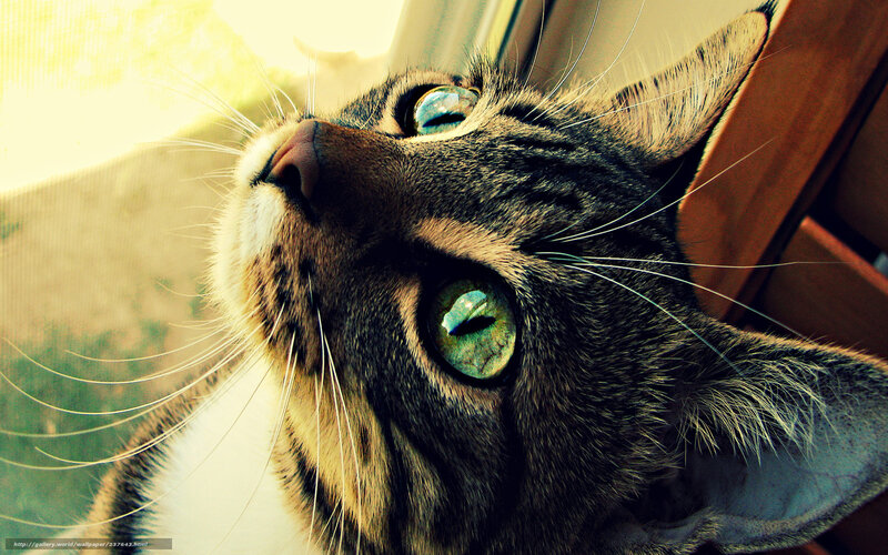 cat looking up at window