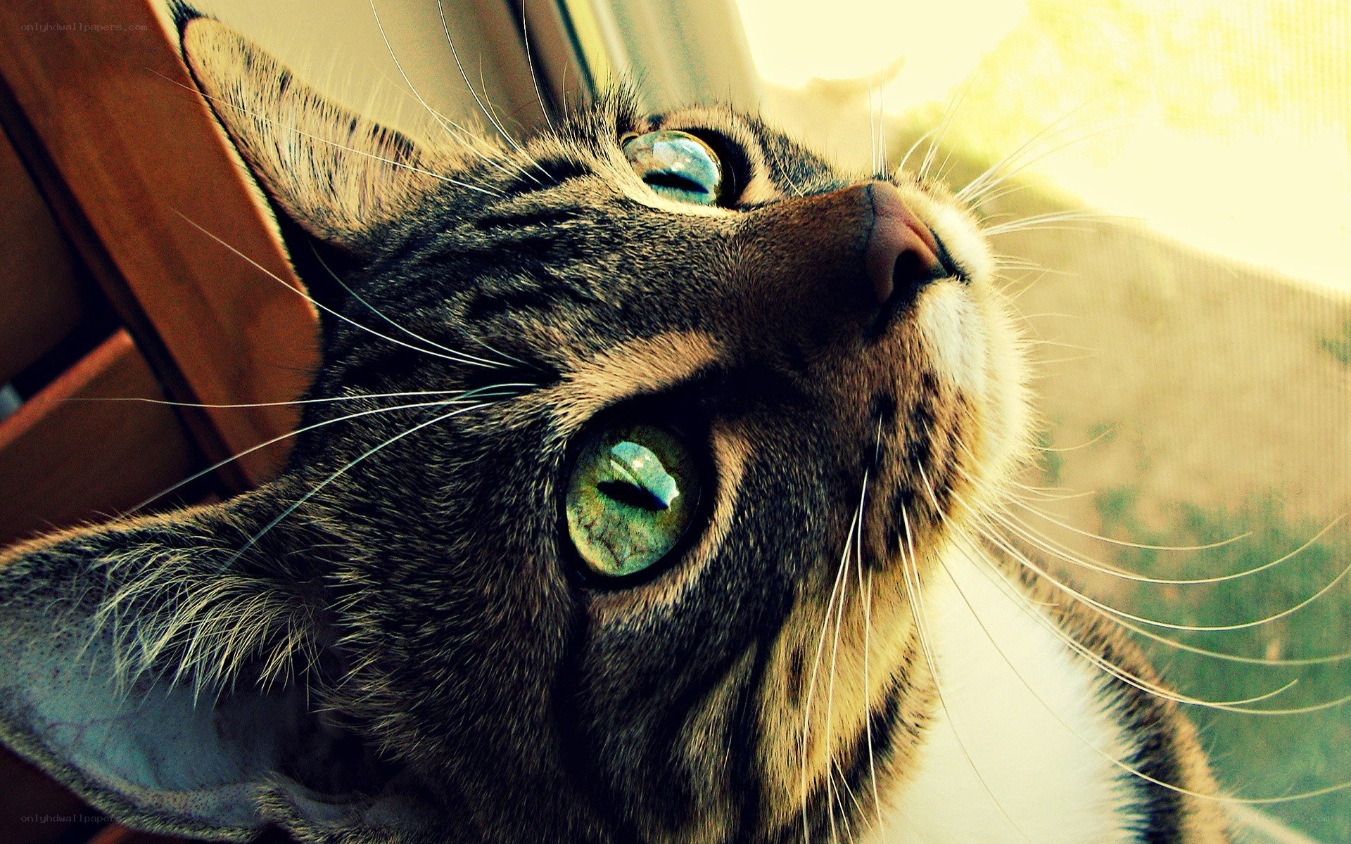 cat looking up at window