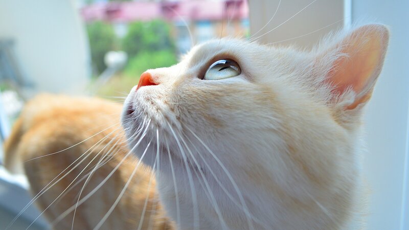 cat looking up at window