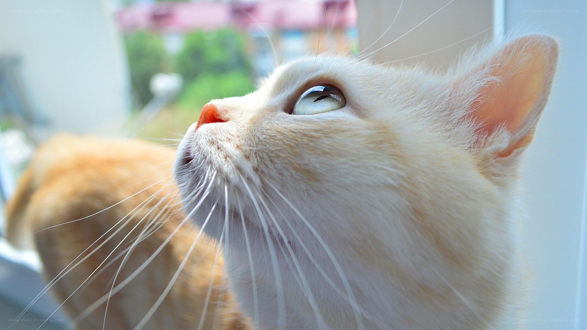 cat looking up at window
