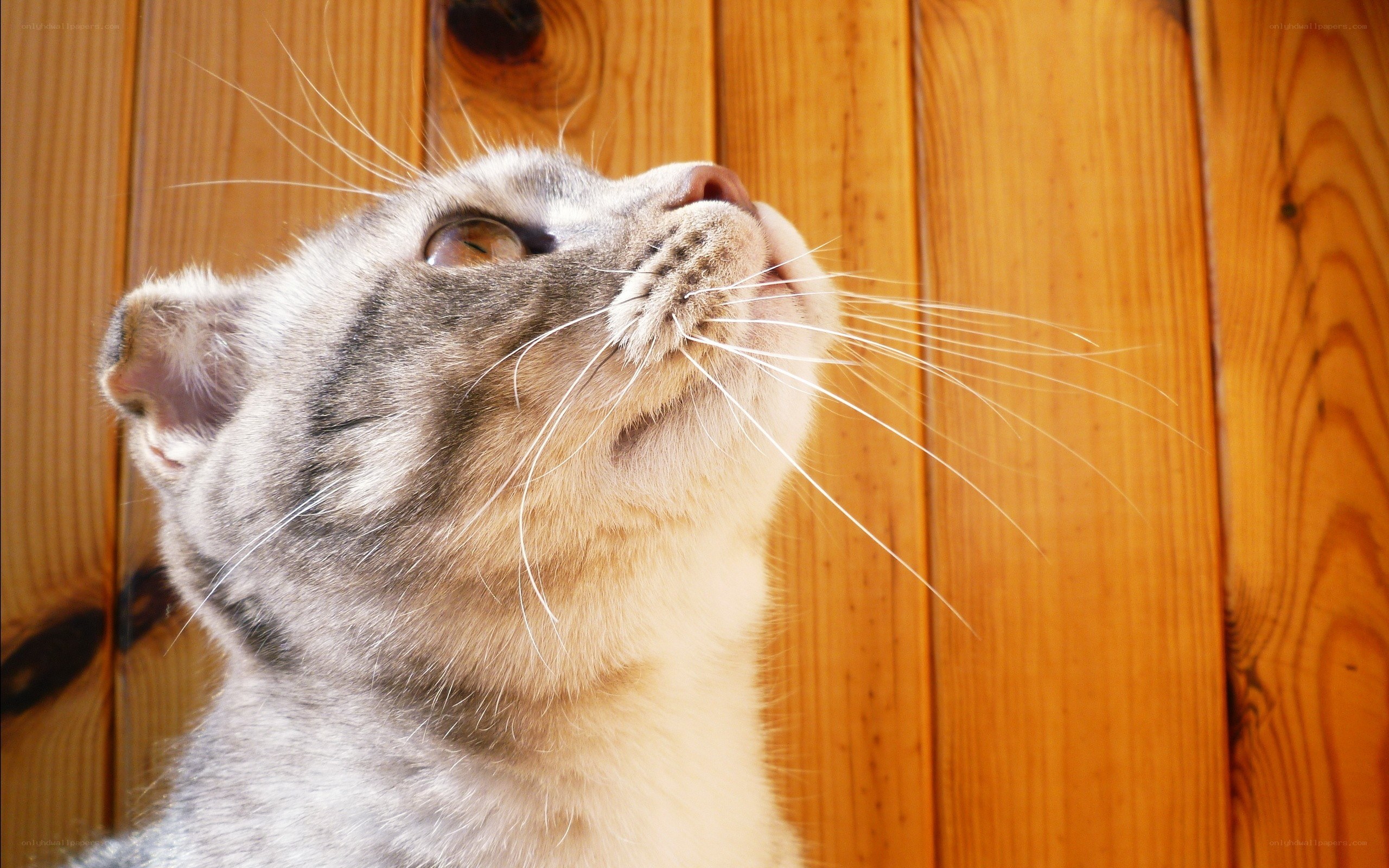 cat looking up at wooden wall