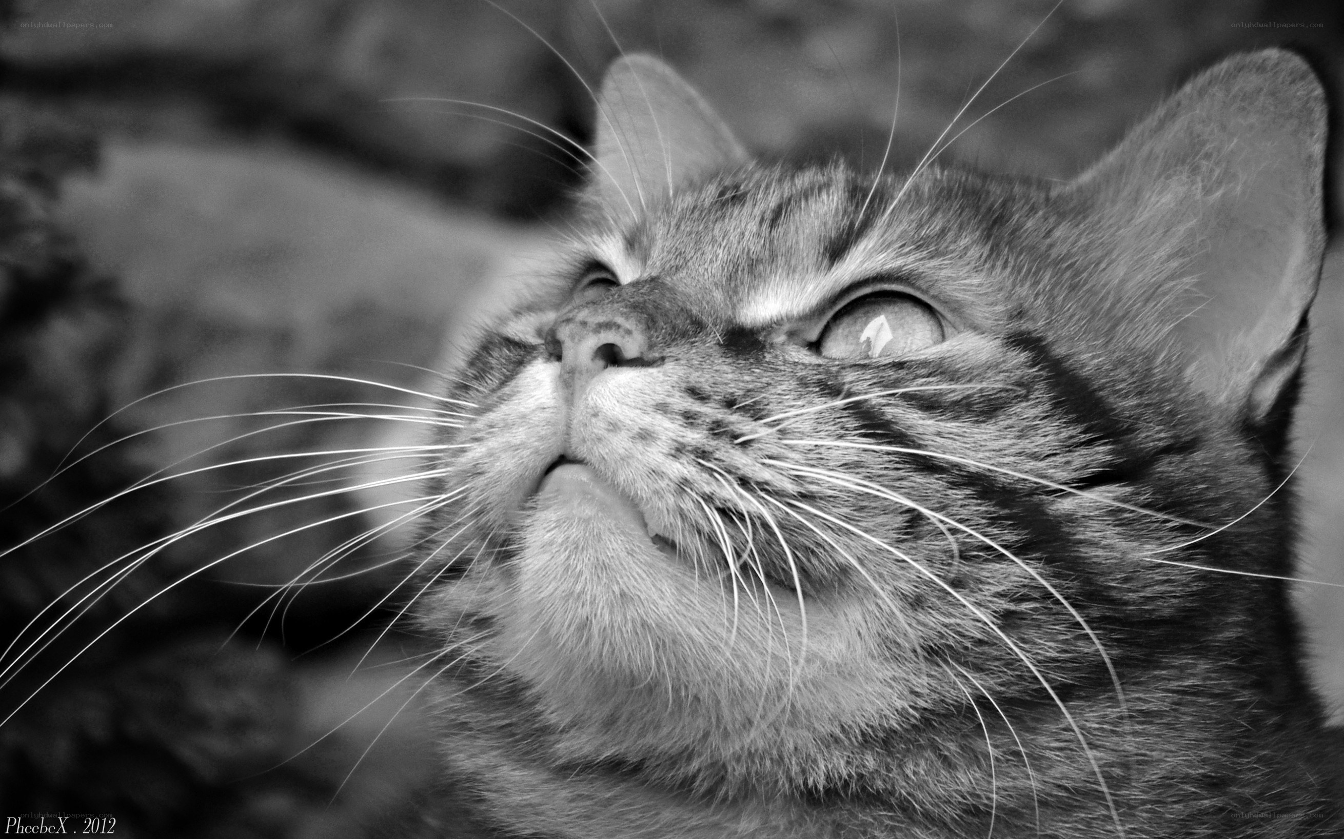 cat looking up in black and white
