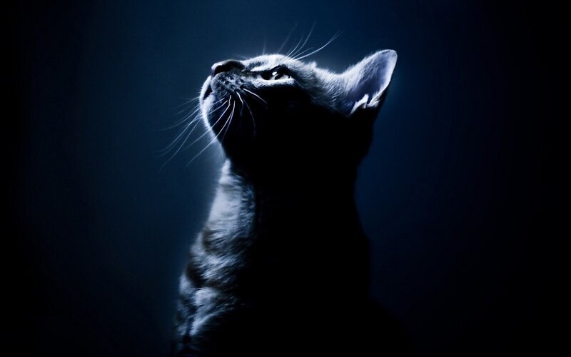 cat looking up in blue light