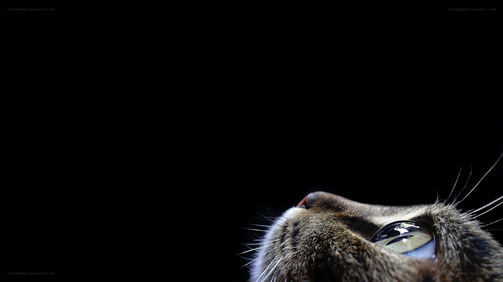 cat looking up in darkness