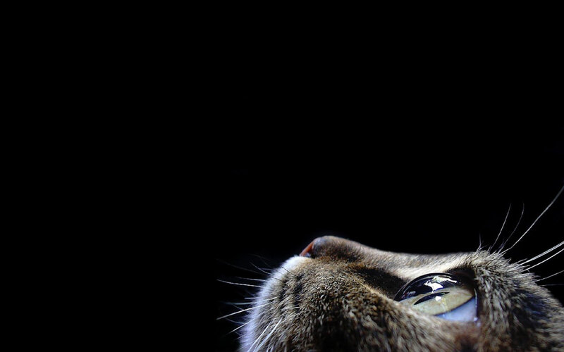 cat looking up in darkness