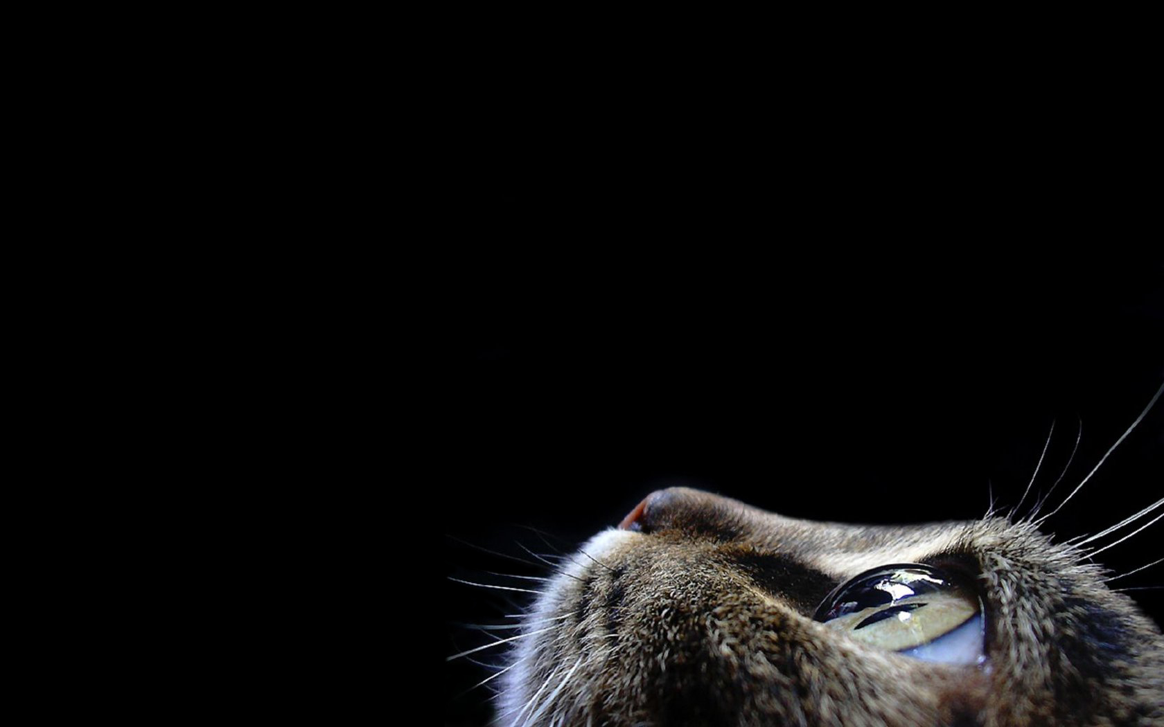 cat looking up in darkness