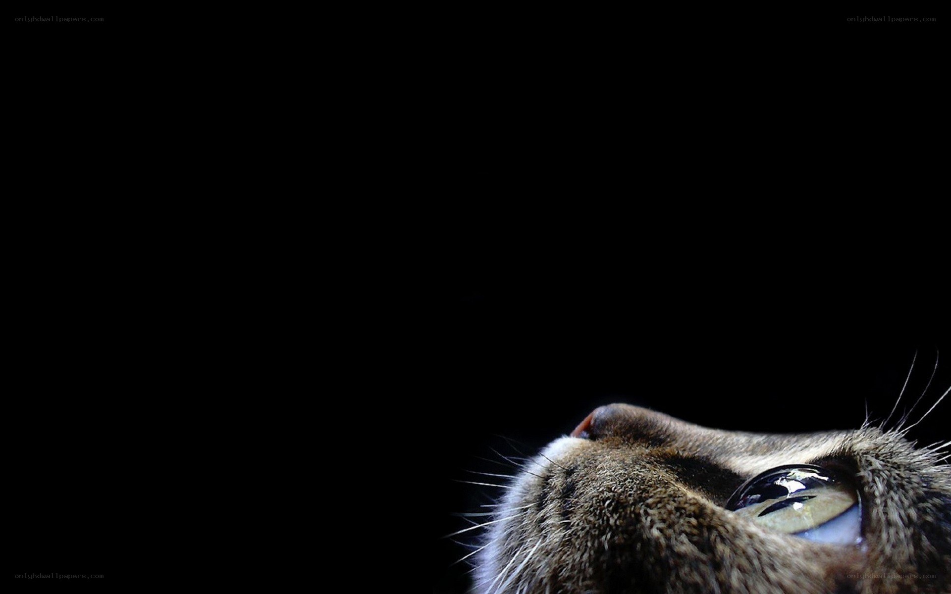 cat looking up in darkness