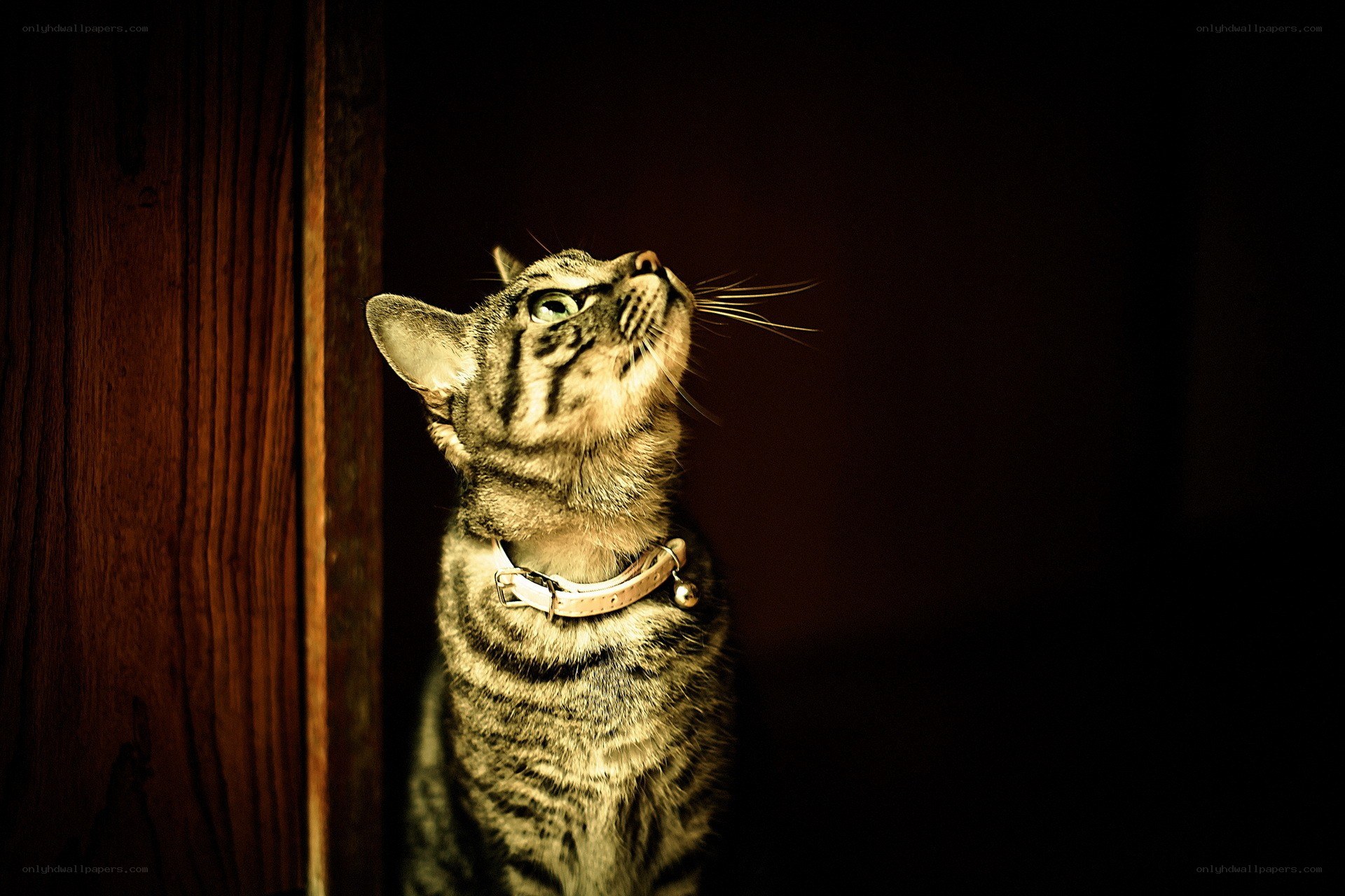 cat looking up in dim light